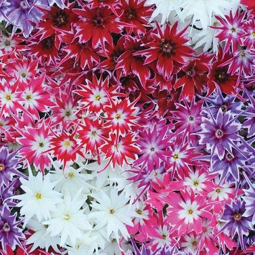 SEEDSOWN 2018 100 Pcs Phlox, Phlox Graines de Graines Bonsai Phlox 10 Couleurs Jardin Potted DIY