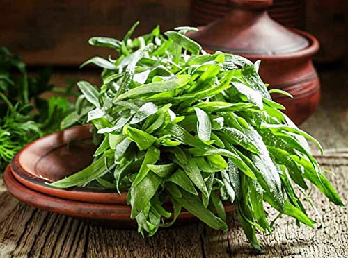 RAISE ME UP: Seeds Tarragon Estragon Non GMO Heirloom 500 Seeds