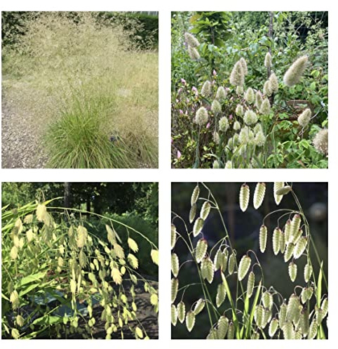 Selection of Ornamental Grass x 6 Plug Plants Plantsman's Choice in Peat Free ompost