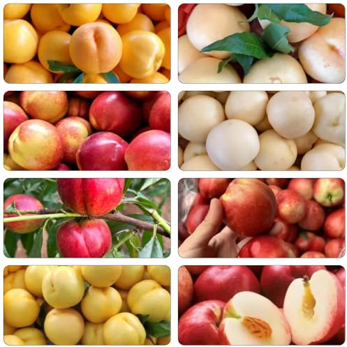 nectarina semillas jardín columnares interior enanos semillas perennes resistentes jardín 15pcs