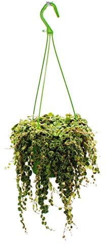 Zimmerpflanze zum Hängen Peperomia prostrata String of Turtles Schildkröte an der Schnur Zwergpfeffer 14cm Ampel