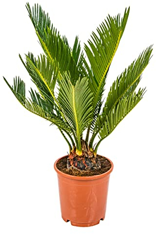 Bloomique - Cycas Revoluta - Palmfarn - Sagopalme - Palme - Sehr Pflegeleicht - Höhe 30-40 cm - Topf 12 cm