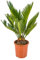 Bloomique - Cycas Revoluta - Palmfarn - Sagopalme - Palme - Sehr Pflegeleicht - Höhe 30-40 cm - Topf 12 cm