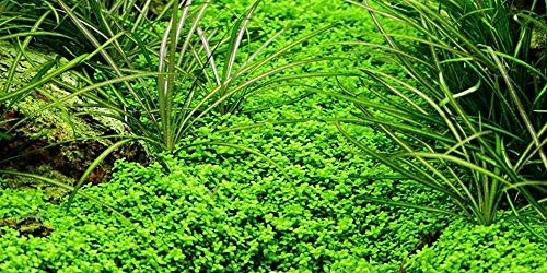 AquaOne Plante d'aquarium Hemianthus callitrichoides « Cuba » I Plante aquatique Plante d'aquarium Couvre-sol entièrement enracinée Facile d'entretien Décoration d'aquarium