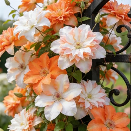Clemátide rara y resistente - Clemátide trepadora perenne en maceta - Ideal para jardín, balcón y decoración en maceta-10 Rizoma-A