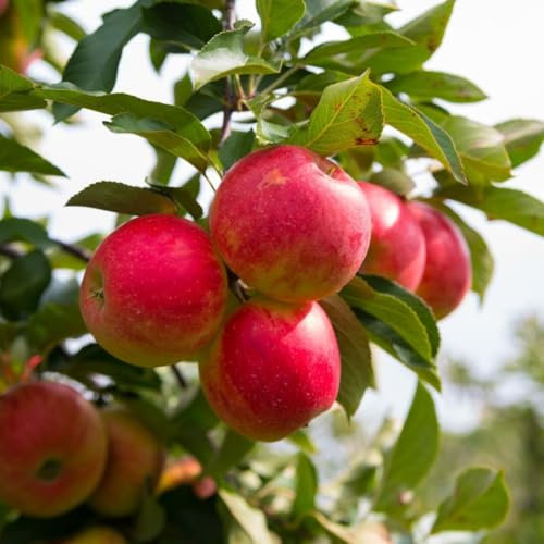 Apple 'Elstar' Tree - Sweet & Crunchy Marbled Red Apples, Self-Pollinating, RHS Award Winner, Ideal for Home Gardens, September Harvest, Easy to Grow, 1 x 5 Litre Pot by Thompson and Morgan