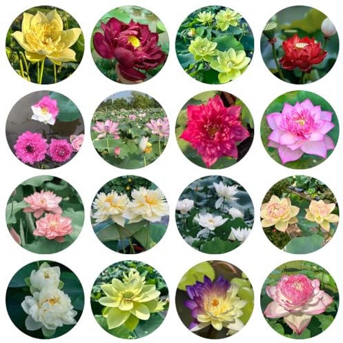 lotus samen winterhart - schalenlotus samen, blumensamen mehrjährig winterhart, balkonpflanzen winterhart lotusblume samen, gartenblumen, zimmerpflanzen samen zimmerbonsai bonsai, 100pcs