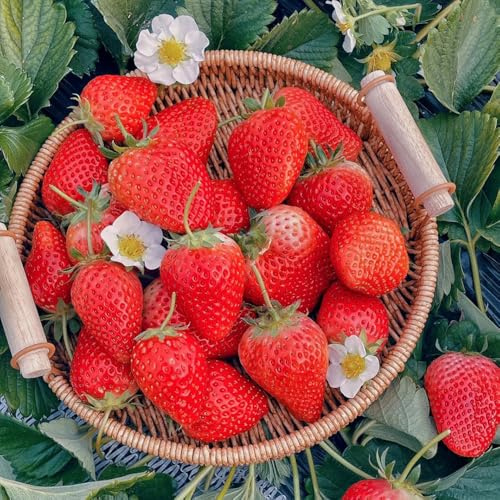 semi di fragola biologici - varietà antiche balcone tappezzanti perenni resistenti, rare 900pcs