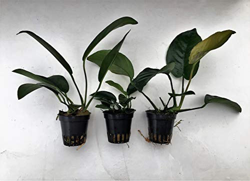 Anubias mix 3 krukor akvarieväxter vattenväxter