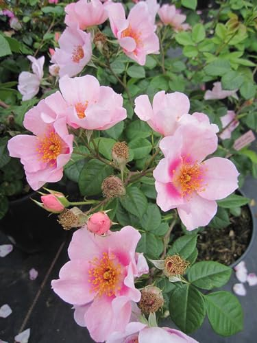 Rosa Orienta Laila ® - Strauchrose - Tantau Rose