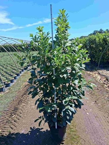 30st. Kirschlorbeer Etna 150-180cm reine Pflanzenhöhe im großem 15L Topf Prunus laurocerasus Lorbeer Gartenhecke Sichtschutz Heckenpflanze