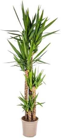 HaoChrymec Yucca Elephantipes krukväxt, grön, Ø 27 cm, 150–170 cm