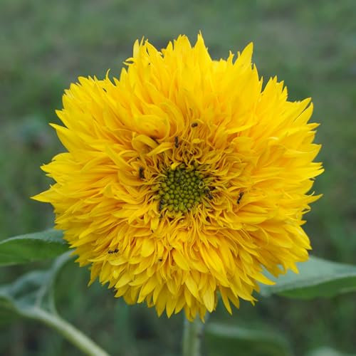 PREMIER SEEDS DIRECT - Sunflower - Teddy Bear - 75 Seeds - (Certified Organic)