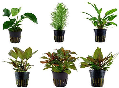 Tropica Mitte Set mit 6 Topf Pflanzen Aquariumpflanzenset Nr.32 Wasserpflanzen Aquarium Aquariumpflanzen