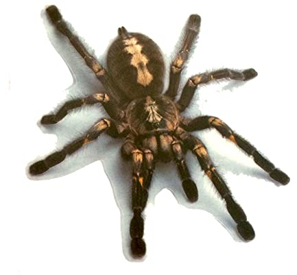 3D Auto Aufkleber, MoreChioce 2 Stücke Lustige Auto Motorhaube Vinyl Aufkleber Wasserdicht Motorradaufkleber Sticker PVC Personalisierte Dekoration Abziehbilder Auto Styling Dekoration Zubehör,#B