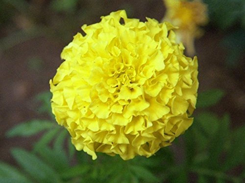 SwansGreen Longevity Lumière Marigold orange Graines de fleurs Big Flower Polyphyll Tagetes erecta Graines Jardin Décoration Bonsai Graines de fleurs