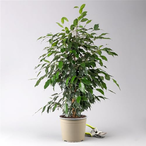 Birkenfeige 'Danielle', Topf-Ø 21 cm, Höhe ca. 110 cm