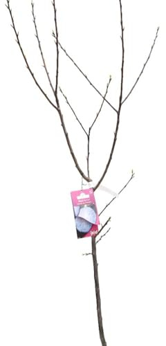 Plum Tree 'Herman' - Early Ripening, Self-Fertile Fruit for Your Garden - 9 Litre Pot x 2 - Thompson & Morgan