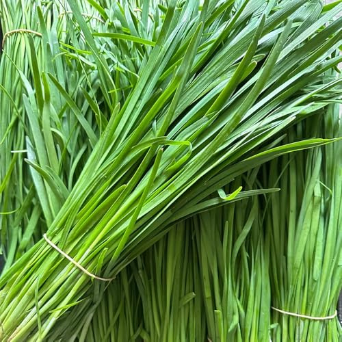 Semillas de cebollino, semillas de invierno Allium tuberosum, raras 1000pcs