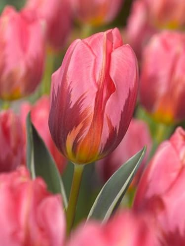 Vivaio Garden Forest, Tulipano Pretty Princess - 6 bulbi calibro 11/12, Tulipani Greigii rosa tenue con venature scure, Fioritura primaverile, Ideali per aiuole e vasi