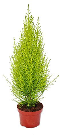 Exotenherz - Cipresso da camera – Cupressus macrocarpa Goldcrest Wilma – Vaso da 13 cm