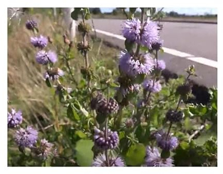 Pcs - 30x Poleiminze Mentha Pulegium Herbes Jardin Plantes - Graines KS228 - Seeds & Plants Shop by Ipsa