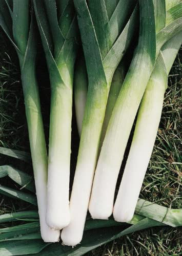 Leek Plug Plants Grow Your Own Vegetables from Our Premium Quality 'Ready to Plant Now' Young Vegetable Plants (12)