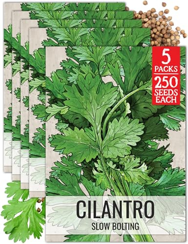 Seed Needs Cilantro Seeds for Planting Coriander Kitchen Herbs - Non-GMO Heirloom & Untreated - Grow a Home Grown Herb Garden Indoors or Outdoors (5 Packs)