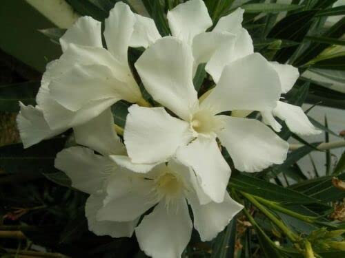 8 graines de LAURIER ROSE BLANC (Nerium Oleander Soeur Agnès) E141 SEEDS SEMILLAS