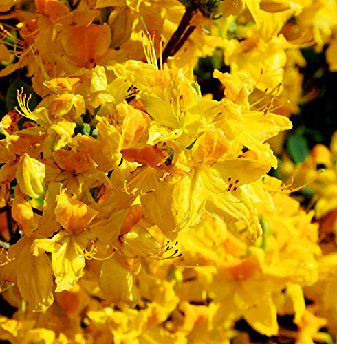 Azalee Goldpracht 60-80cm - Rhododendron luteum - Alpenrose