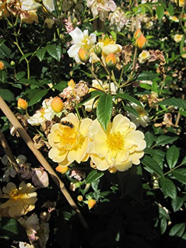 Rosa Sunny Siluetta ® - Ramblerrose Sunny Siluetta ® - Kordes Rose