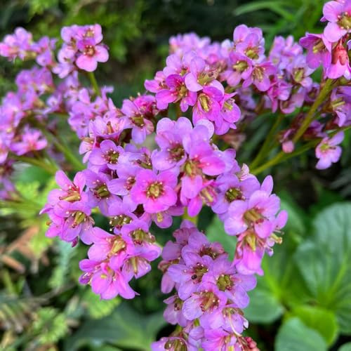 Semillas de Bergenia, resistentes al exterior Bergenia cordifolia, semillas de interior raras 200pcs