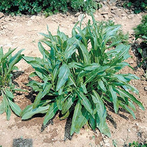 RUCOLA SELVATICA A FOGLIA LISCIA NR.1000 SEMI