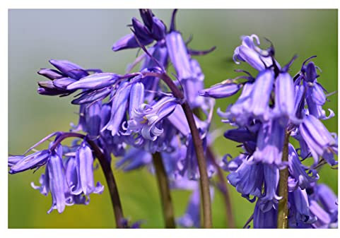 Oliwier's Bulbs 10x English Bluebell Bulbs Hyacinthoides Non-scripta Early Spring Flowering Blue Bell Shape Hardy Flower Bulbs Ready to Plan Now
