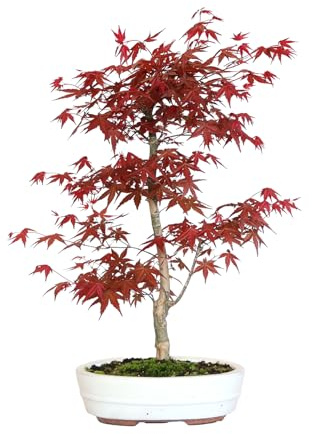 KENTIS - Bonsai Acero Rosso Originale Giapponese - Acer Palmatum Deshojo del Giappone - Piante Vere da Esterno - H 50-60 cm Vaso Ø 27,5 cm