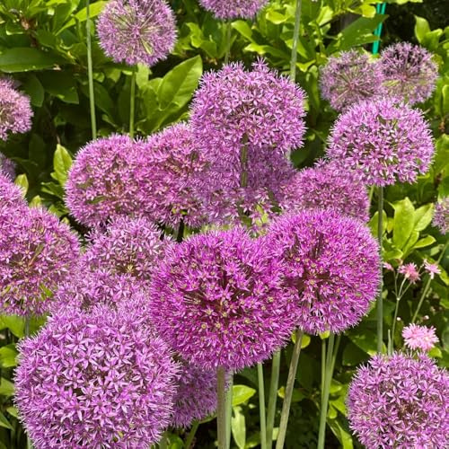 Bulbi di Allium, regali per gli amanti del giardino Le di Allium Giganteum sono cipolle, bulbi di cipolla ornamentali, 10pcs
