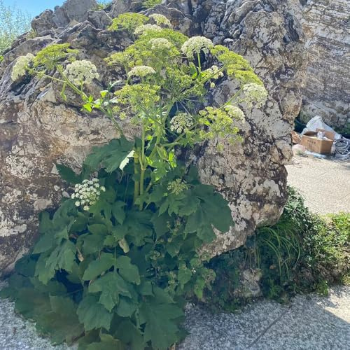 semi di levistico biologico - giardino perenni resistenti all'inverno per balconi per interno, all'esterno 300pcs