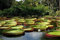 Aamish 5 semillas de flor de nenúfar gigante Victoria Amazonica