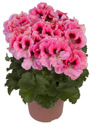 kiskick 200 Stück Geraniensamen Blumenpflanze Büro Bonsai Hausgarten Balkon Hof Dekor Garten | Gartengeschenk für Männer und Frauen Geraniensamen 200pcs