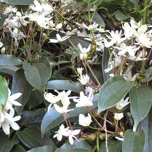Clematide Armandii (Pianta Sempreverde - Bianco) - Vaso 1,5 litro (Pianta Rampicante - Clematis - Pianta Adulta) - Muri e Recinzioni, Pergola, Balconi e Terrazze | ClematisOnline
