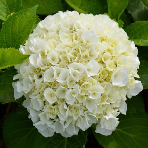 Hydrangea macrophylla 'Wudu' - Hardy Shrub with Dazzling White Blooms – 2X 9cm Potted Plant by Thompson & Morgan