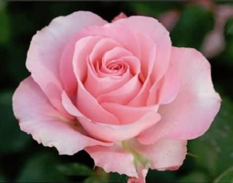 Verdecora Rosal Grandiflora - Planta Natural con Flor - Rosa Perfumada de plantación (Rosa Martina)