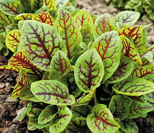 Red Bloody Sorrel Seeds (Rumex acetosa) Giant Vegetable for Planting Non GMO 100 Seeds
