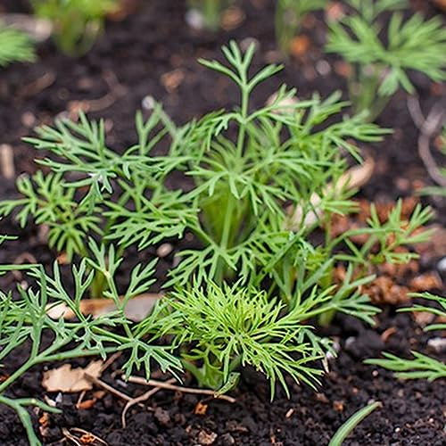 semi di aneto - selvatiche appartamento purificano aria giardino aromatiche interno resistenti esterno 750pcs