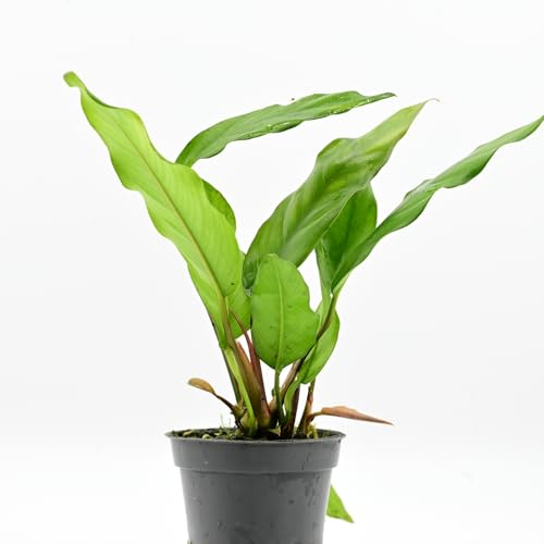 AquaBreedingSkill Anubias barteri var Glabra – plante d’aquarium vivante pour eau douce, plante verte décorative pour aquarium, idéale pour poissons et crevettes – avec passeport phyto