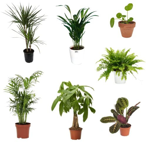 SMPLY. - Pack de 7 plantas naturales interior: Areca + Maranta Leuconera + Chamaedorea + Dracaena Marginata + Helecho + Pachira + Pilea Peperomioides - Ideal para Decoración en Casa u Oficina