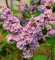 Hochstamm Edelflieder Sensation 100-125cm - Syringa vulgaris