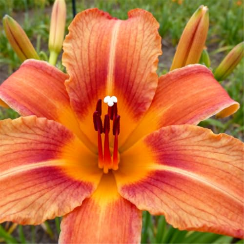 Hemerocallis ornamental/Perenne/Imprescindible para borduras-10 ROOT-J