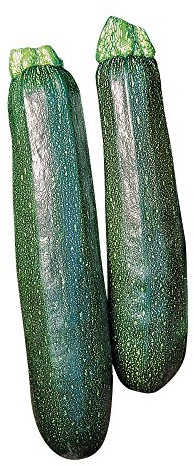 Burpee Sure Thing Zucchini Summer Squash Seeds 25 seeds