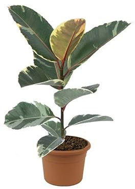 DECOALIVE Árbol Natural Ficus Variegado Ficus Robusta Verde y Blanco
